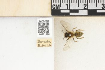 Media type: image;   Entomology 771576 Aspect: Labels